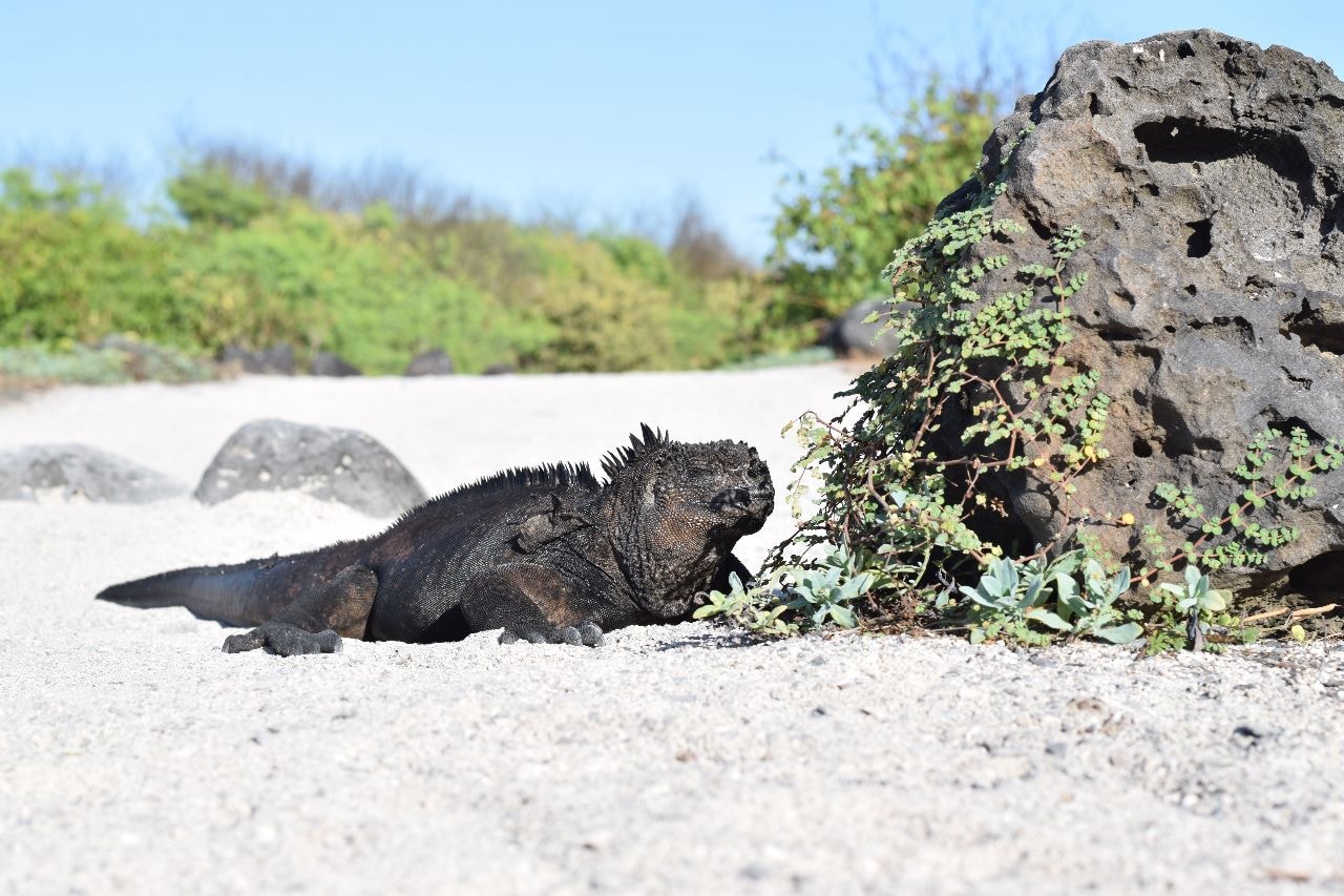 Marine Iguanas