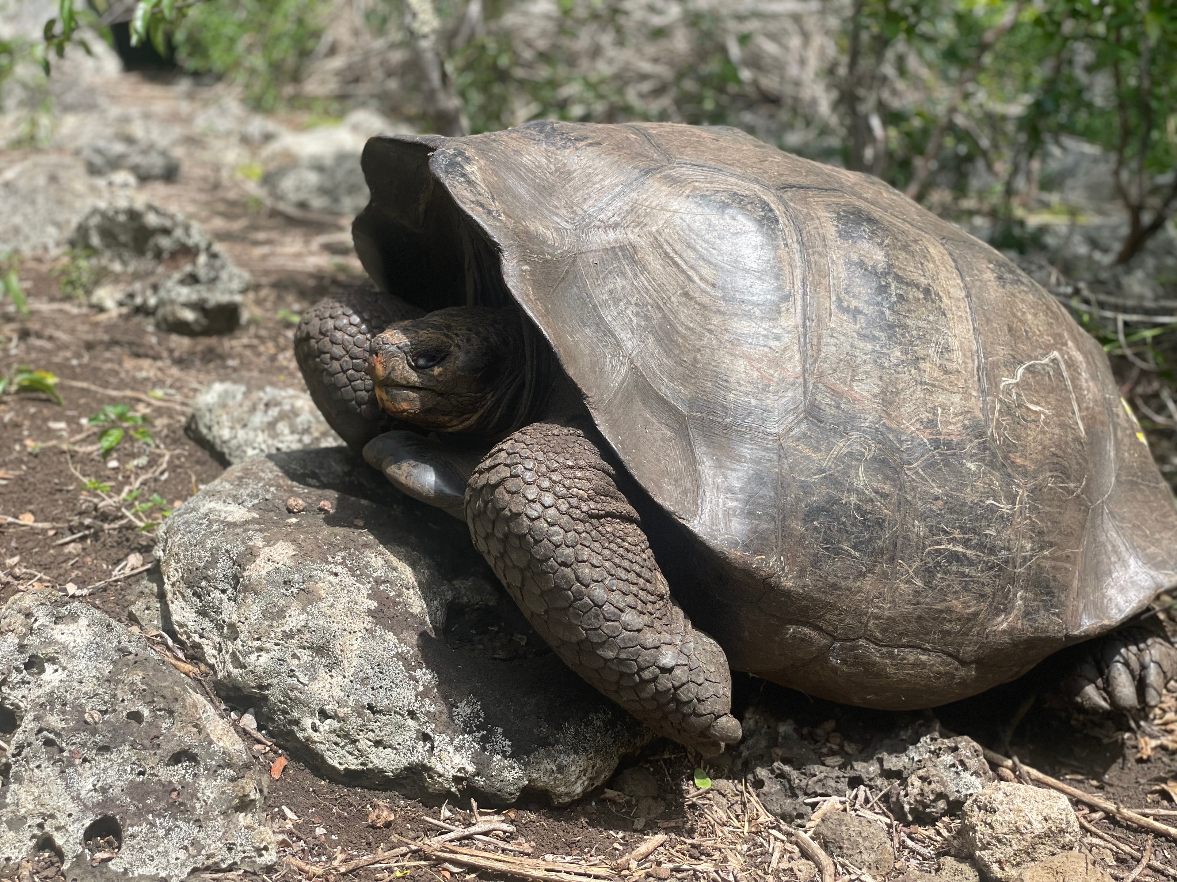 Giant Galápagos tortoise — environment conservation