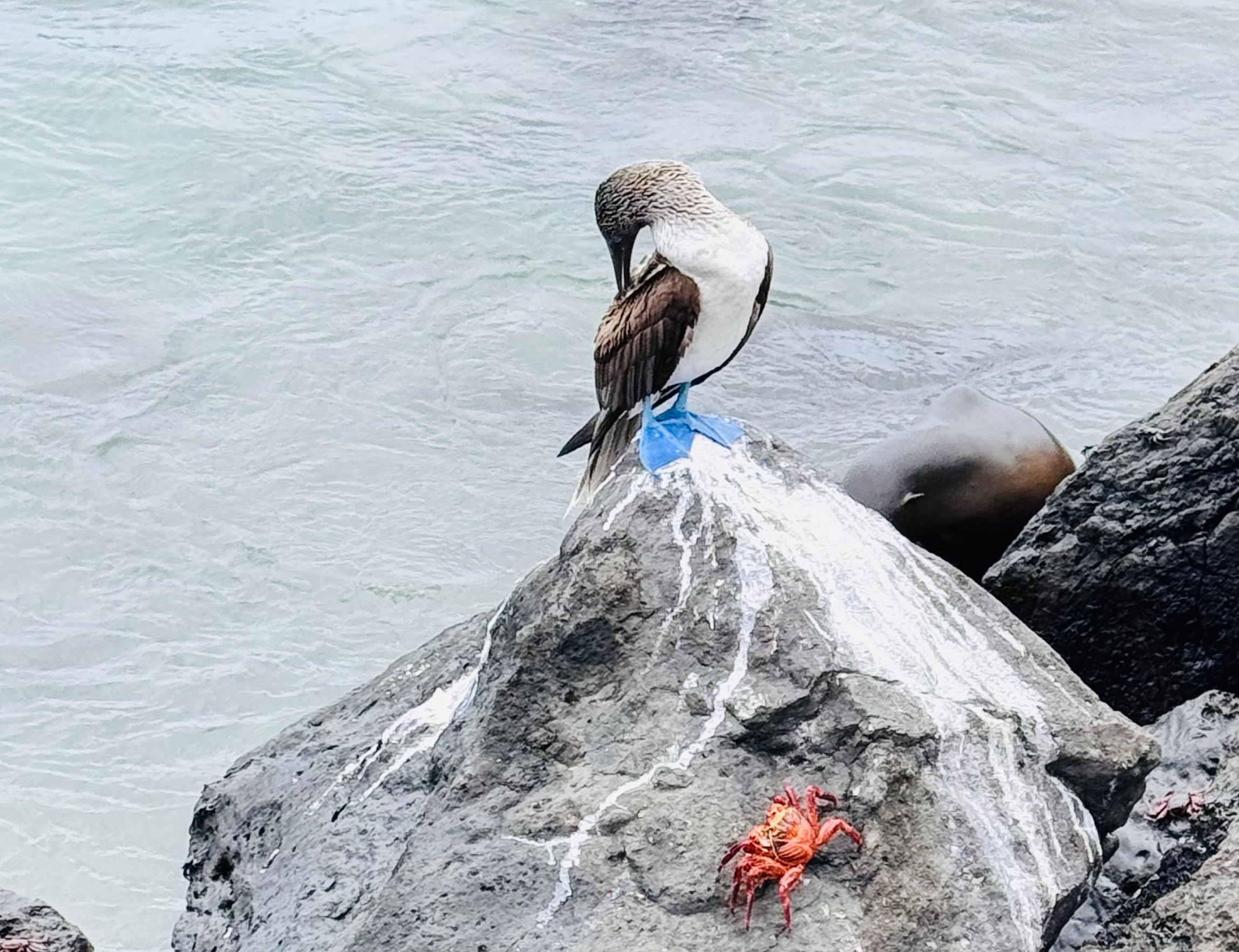 Unique Wildlife